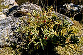 Valle di Rhemes, Daphne mezereum.